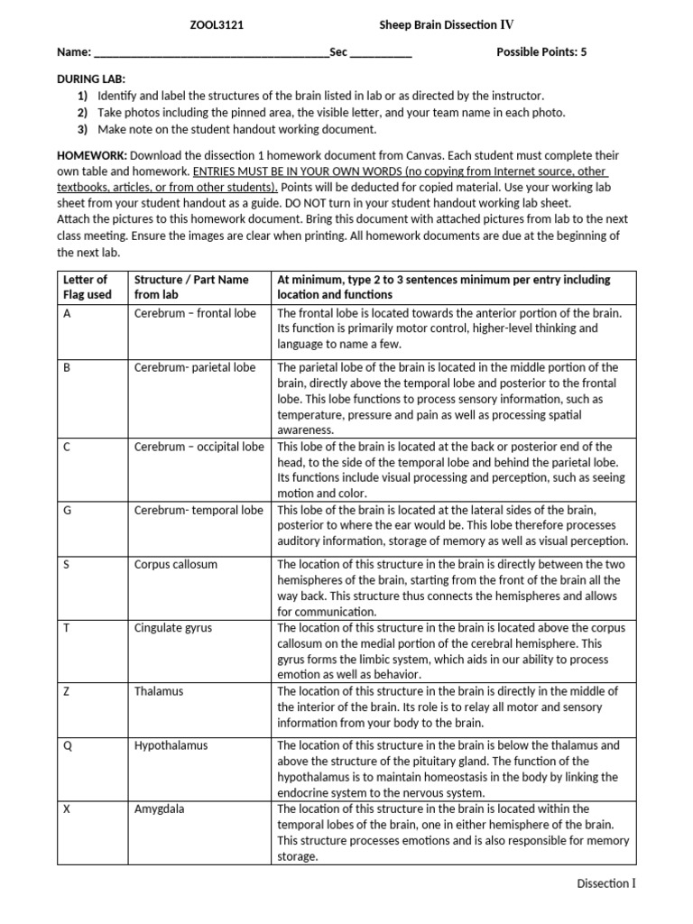 Sheep Brain Dissection Guide | PDF | Cerebral Hemisphere | Cerebrum