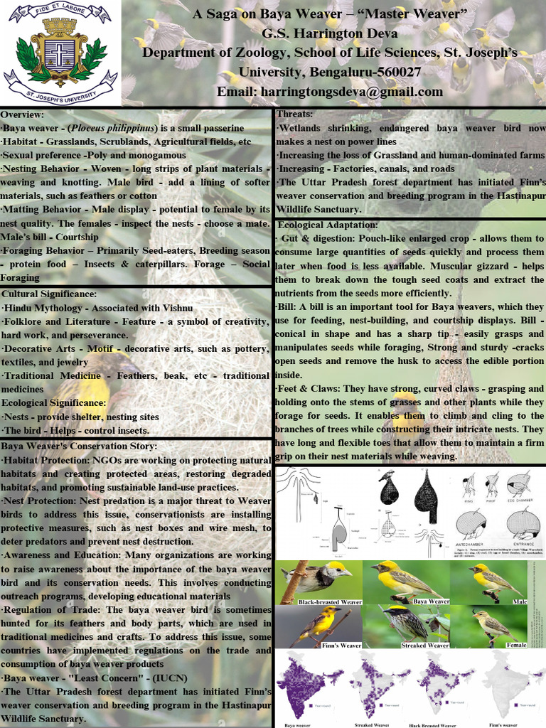 Finn's Weaver Nest Conservation Overview | PDF | Birds | Weaving