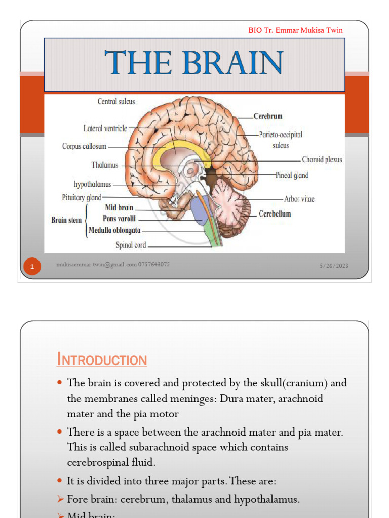 Brain Structure and Functions Overview | PDF | Brain | Central Nervous ...