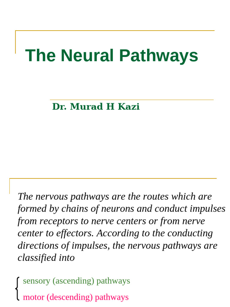 Understanding Neural Pathways and Sensory Systems | PDF | Spinal Cord ...