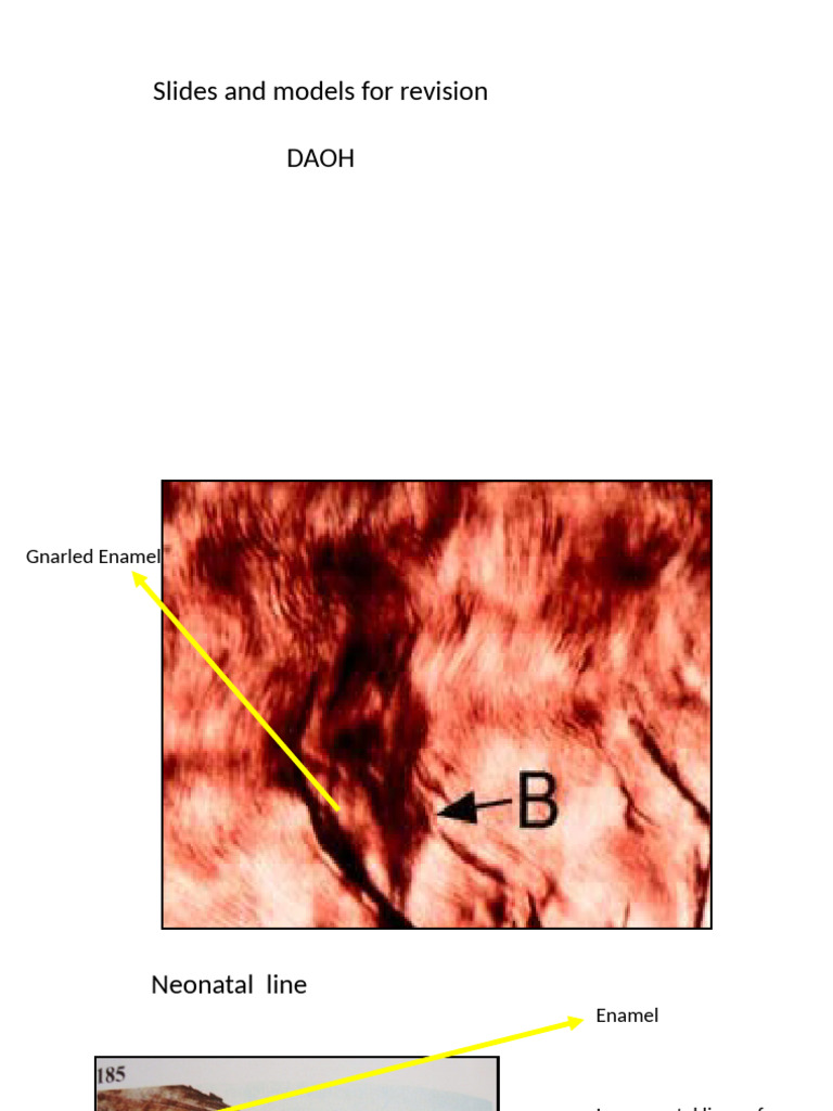 For Students - E, D, Models | PDF