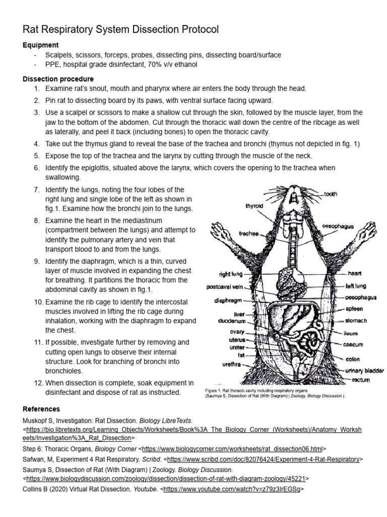 Rat Respiratory System Dissection Guide | PDF | Lung | Thorax