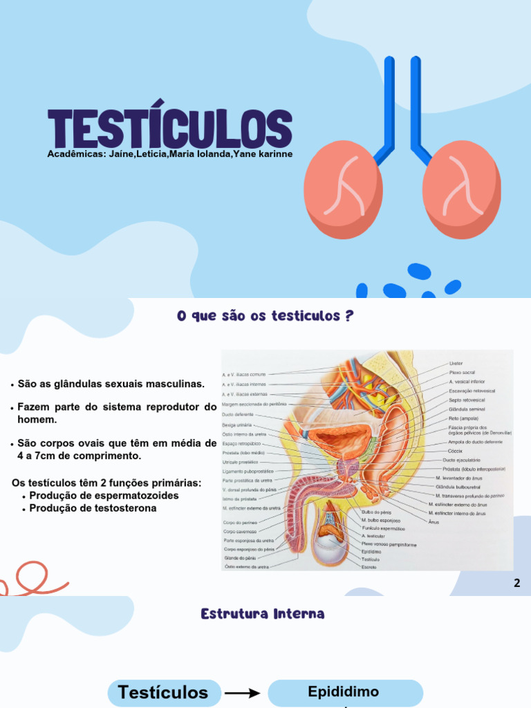 Funções e Anatomia dos Testículos | PDF | Testículo | Testosterona