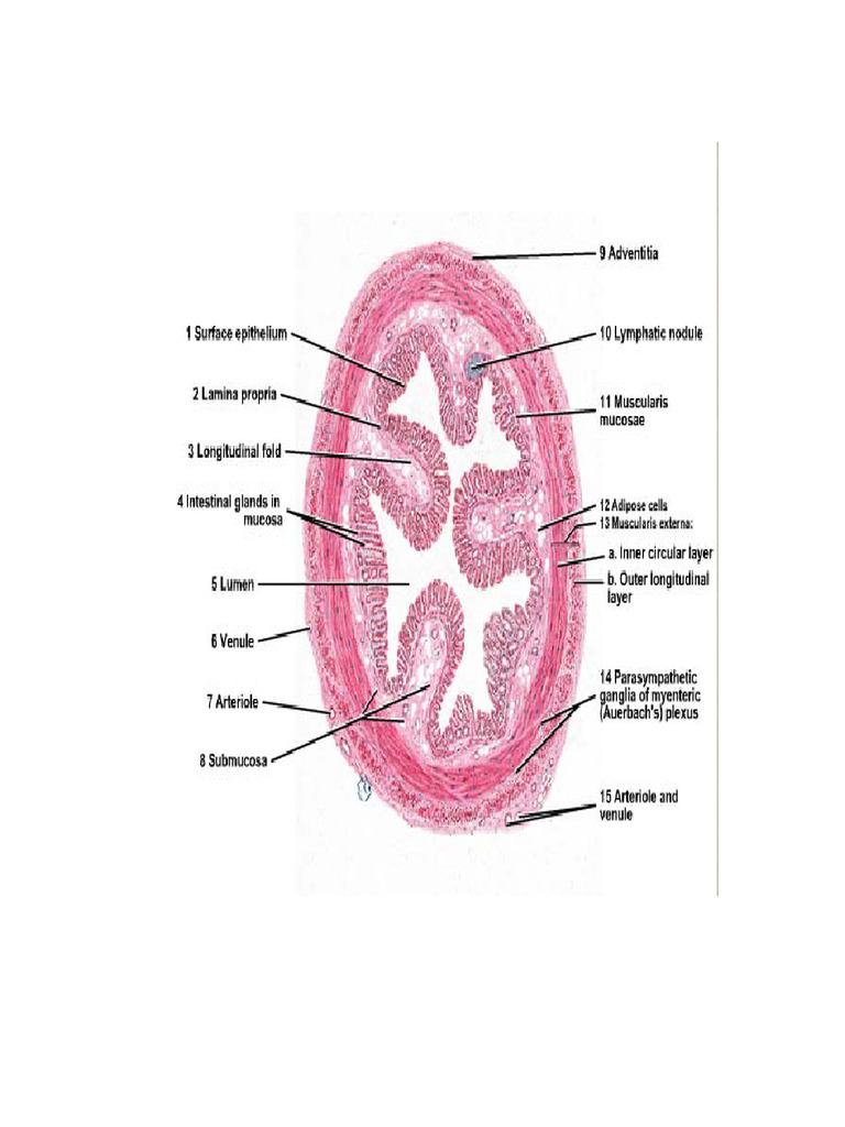 Histology Rectum, Anal Canal | PDF