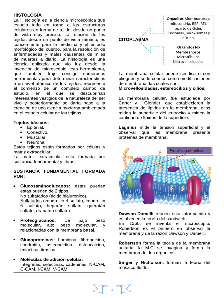 Estructura y Función de la Membrana Celular | PDF | Epitelio | Nucleo ...