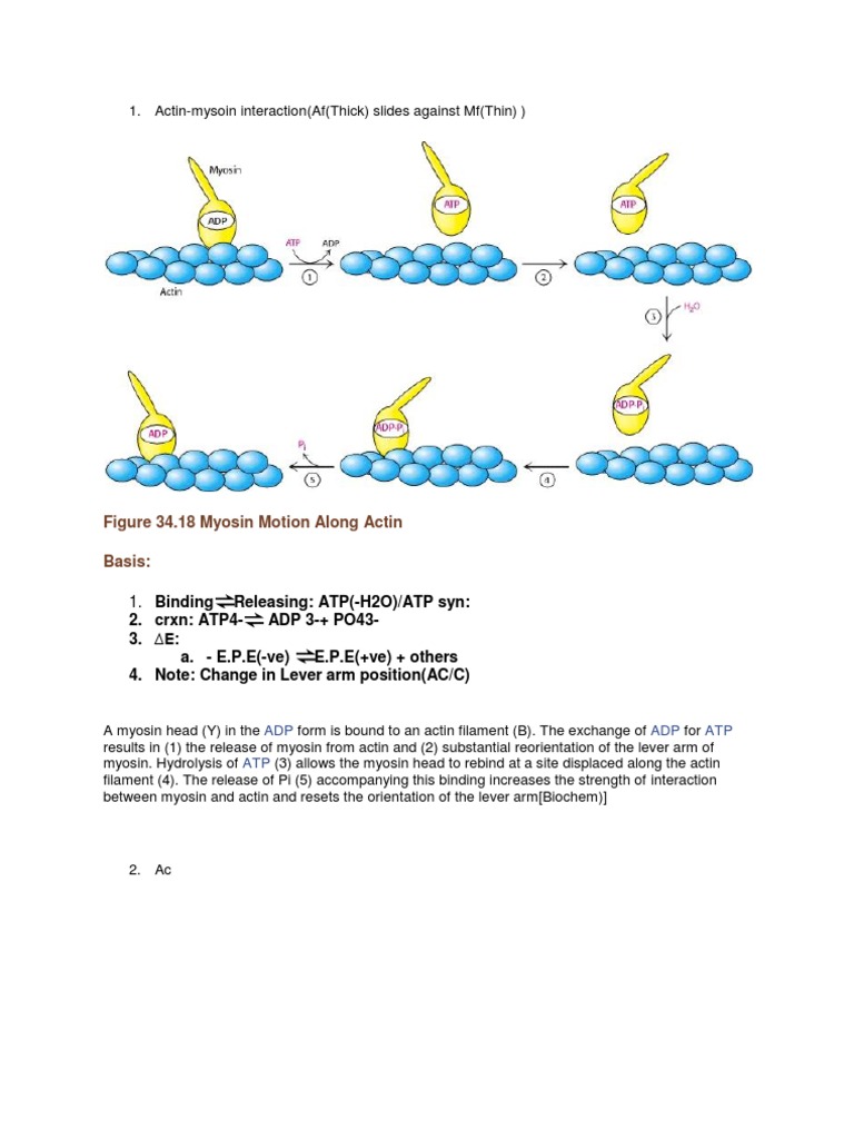 Figure 34.18 Myosin Motion Along Actin Basis:: 1. Binding | PDF