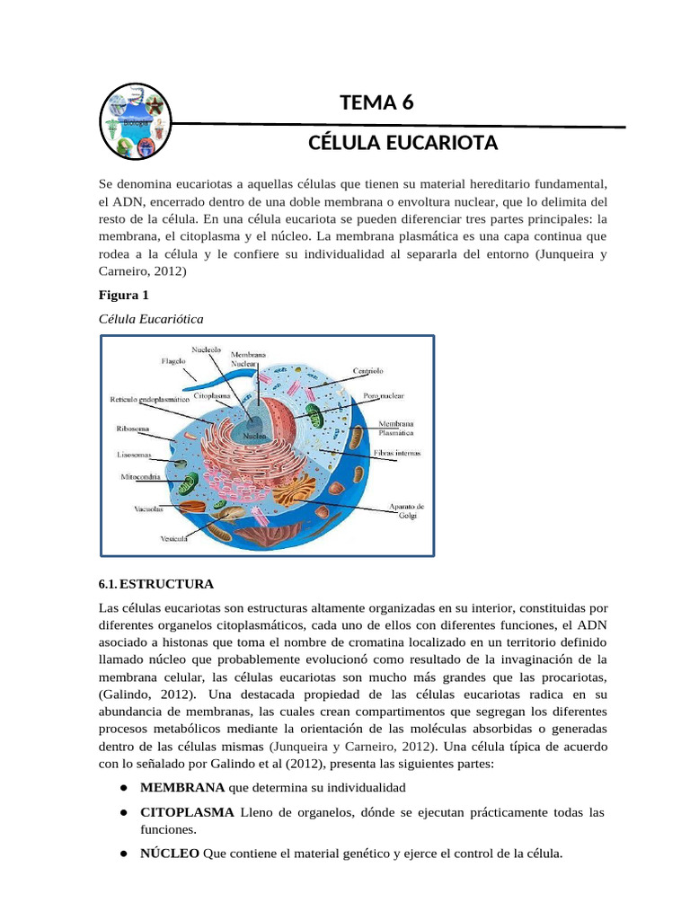 Estructura y Funciones de Células Eucariotas | PDF | Retículo ...
