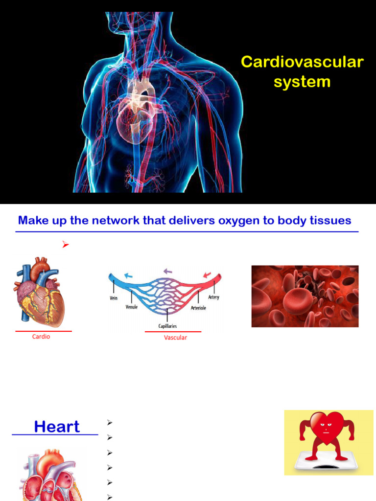 Understanding the Cardiovascular System | PDF | Heart | Circulatory System