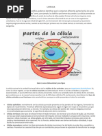 PARTES de La CÉLULA ANIMAL y Sus Funciones - ¡Resumen Con Esquemas ...