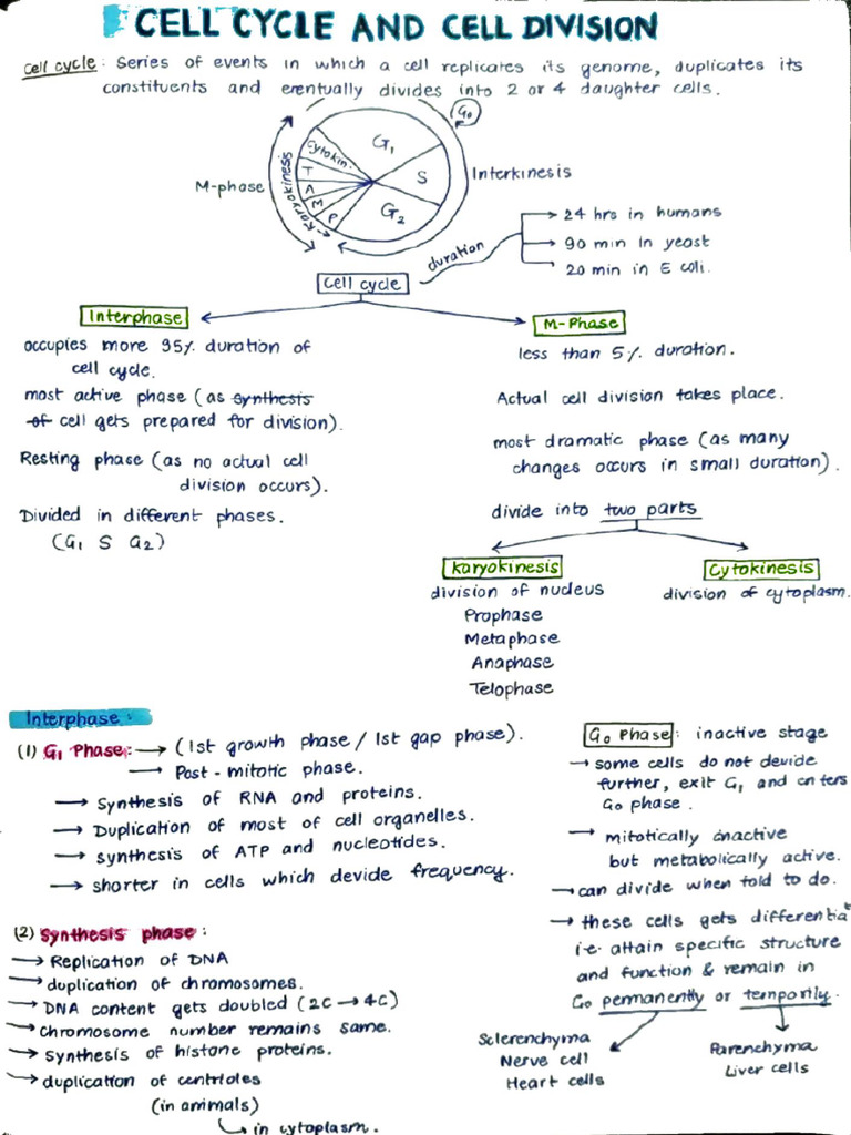 Cell L Division Notes | PDF