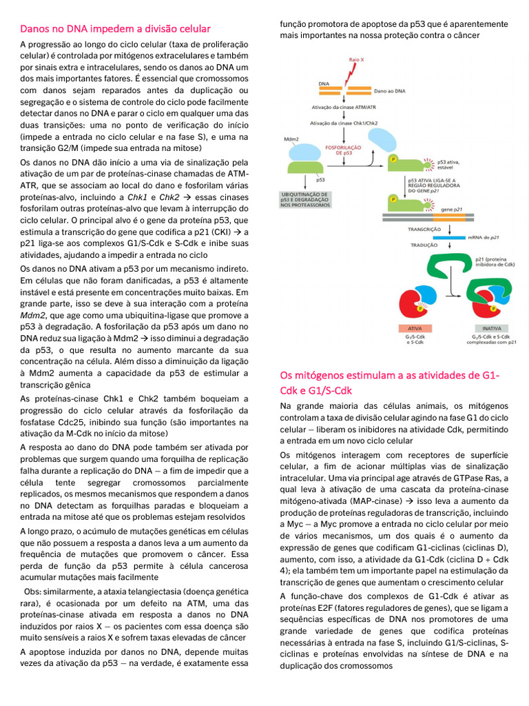 Controle do Ciclo Celular por p53 e Mitógenos | PDF | P53 | Reparação ...
