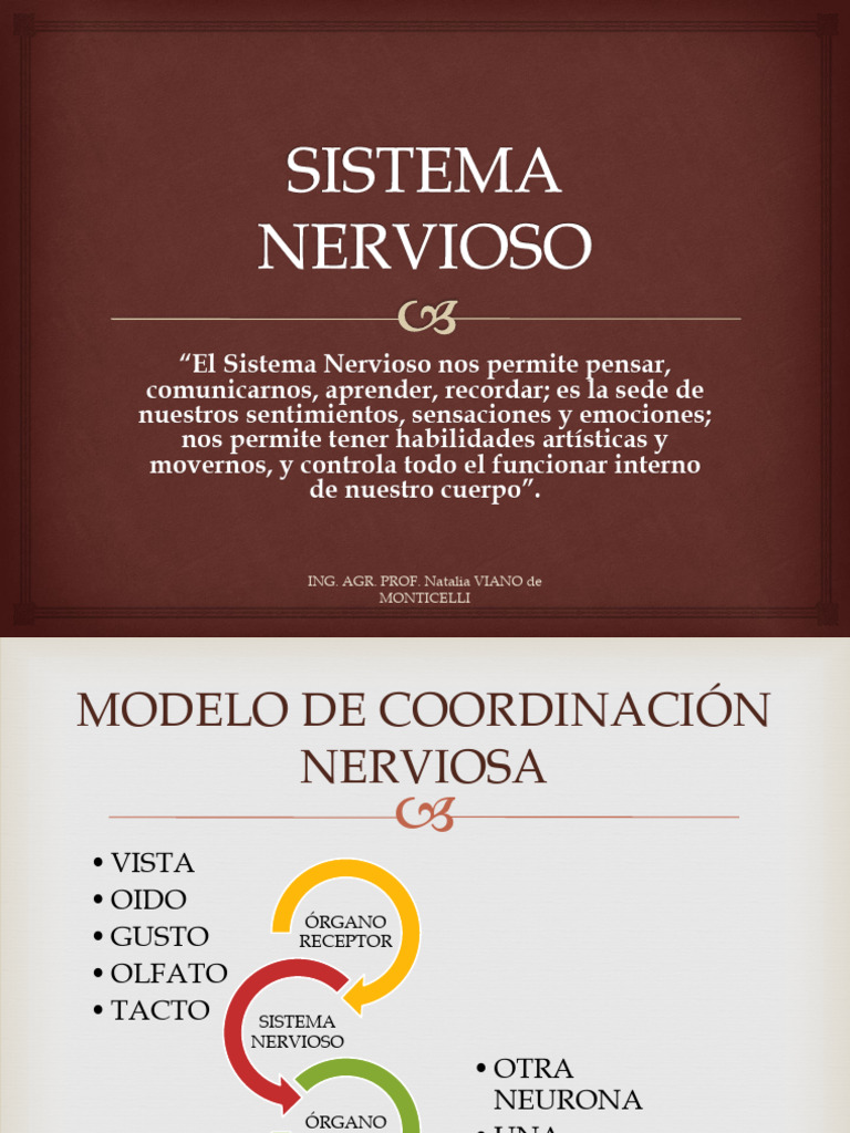 Estructura y Función del Sistema Nervioso | PDF | Sinapsis | Potencial ...