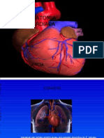 Anatomia Cardiaca