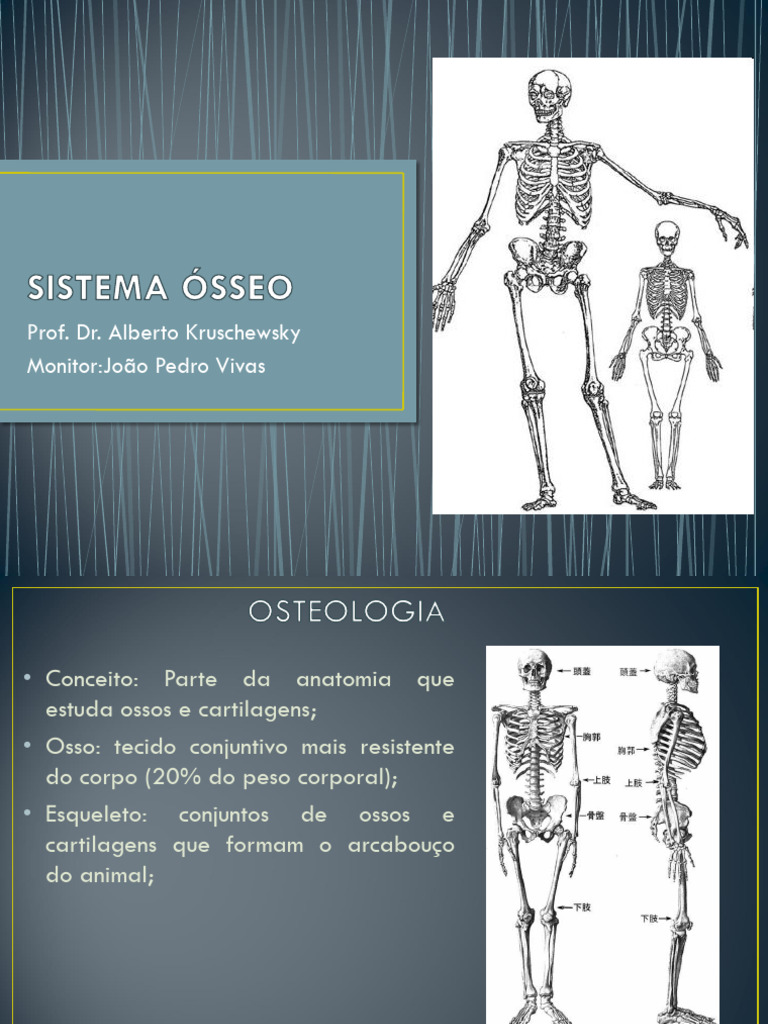 Estrutura e Funções do Sistema Ósseo | PDF | Osso | Esqueleto