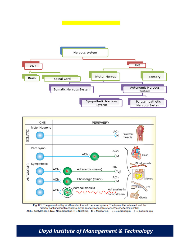 Adrenergic Drugs and Norepinephrine Dynamics | PDF | Norepinephrine ...