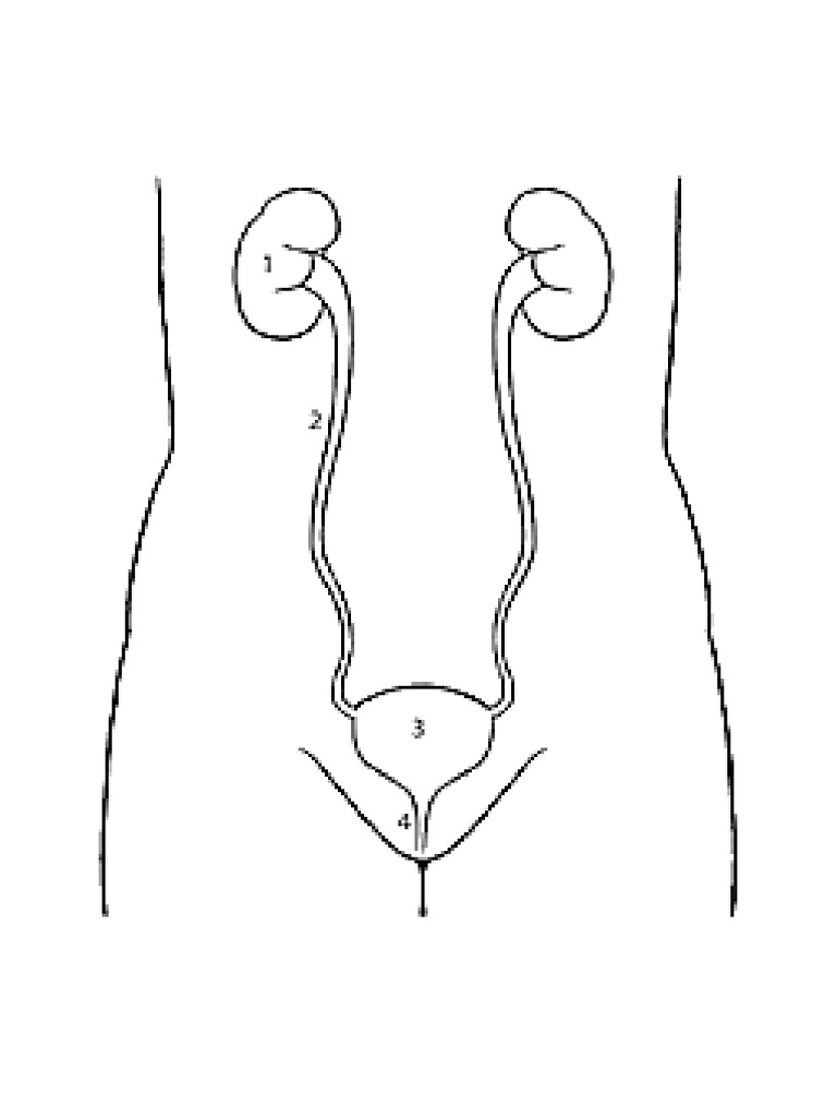 Kidney Ureter Bladder Urethra | PDF