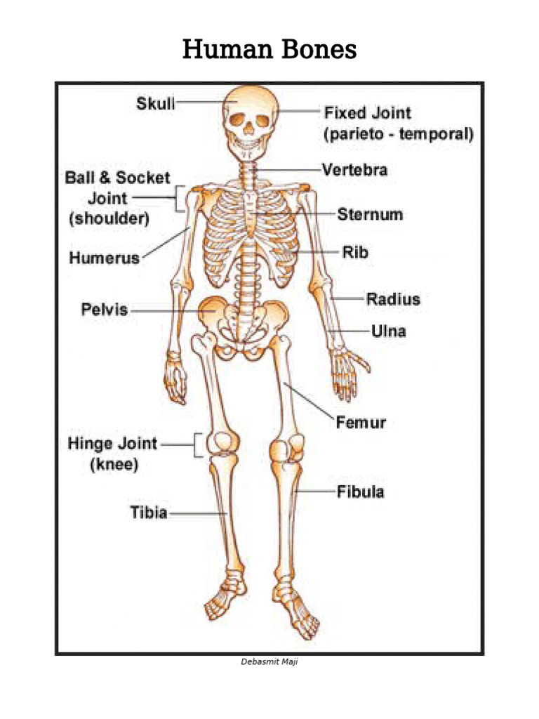 Human Bones | PDF