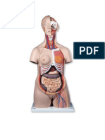 24 Part Anatomy Model