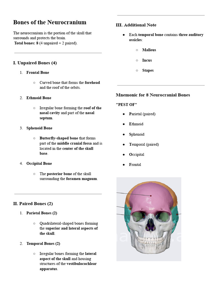 Neurocranium Bone Structure Overview | PDF | Human Nose | Skull