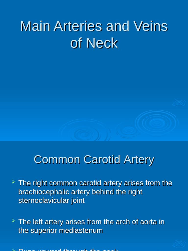 Arteries and Veins of the Neck | PDF | Common Carotid Artery | Neck