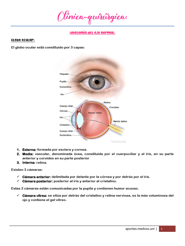 Anatomía del Ojo Normal | PDF | Ojo humano | Órganos sensoriales