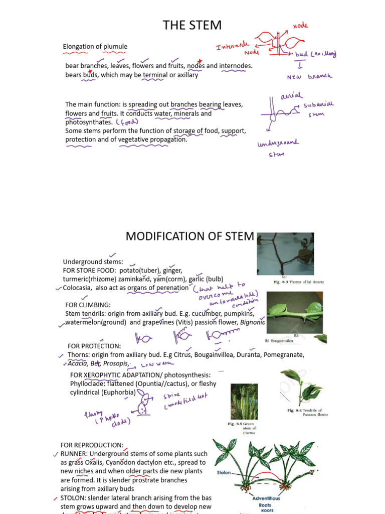 Morphology Part 2 | PDF | Leaf | Plants