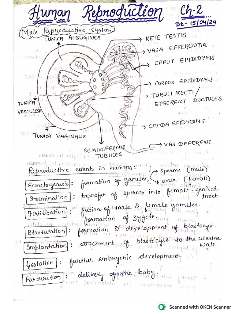 Human Reproduction 1 | PDF