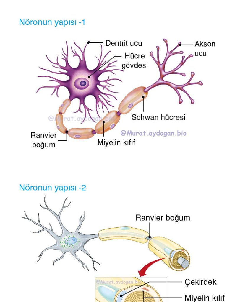 Sinir Sistemi BİYOLOJİ 11 | PDF