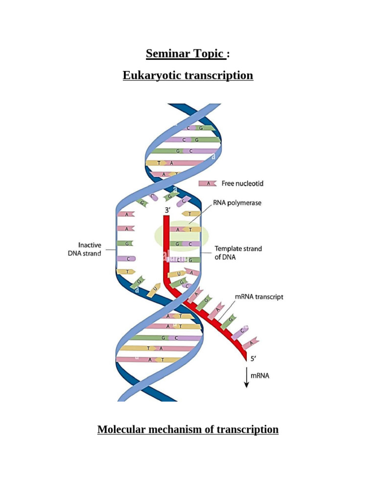 Eukaryotic Transcription Overview | PDF | Rna | Ribosomal Rna