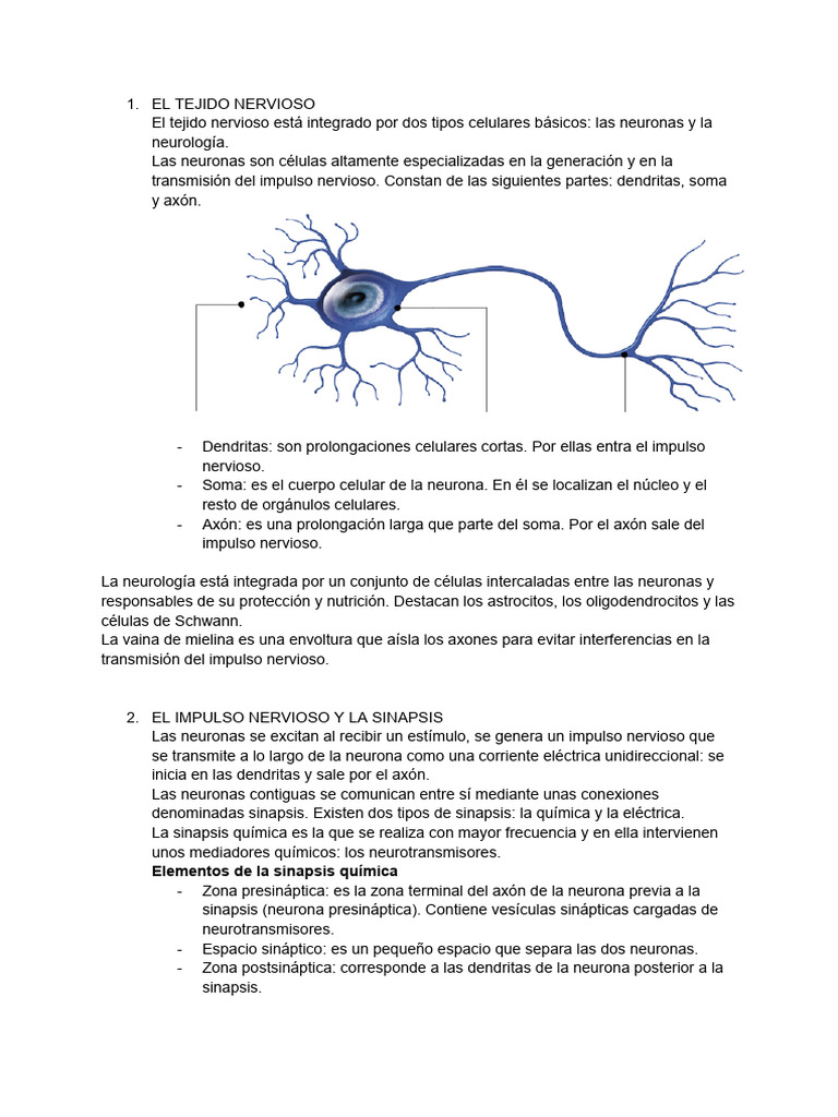 Estructura y Función del Tejido Nervioso | PDF | Sinapsis | Sistema ...