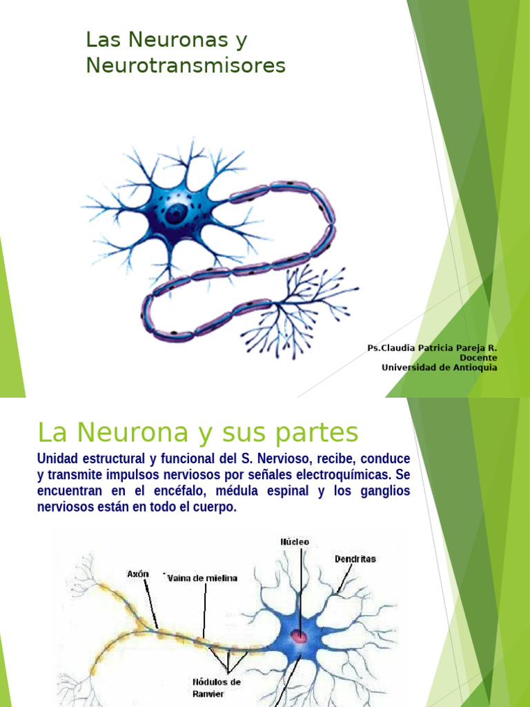 Neuronas y neurotransmisores esenciales | PDF | Neurona | Sistema nervioso
