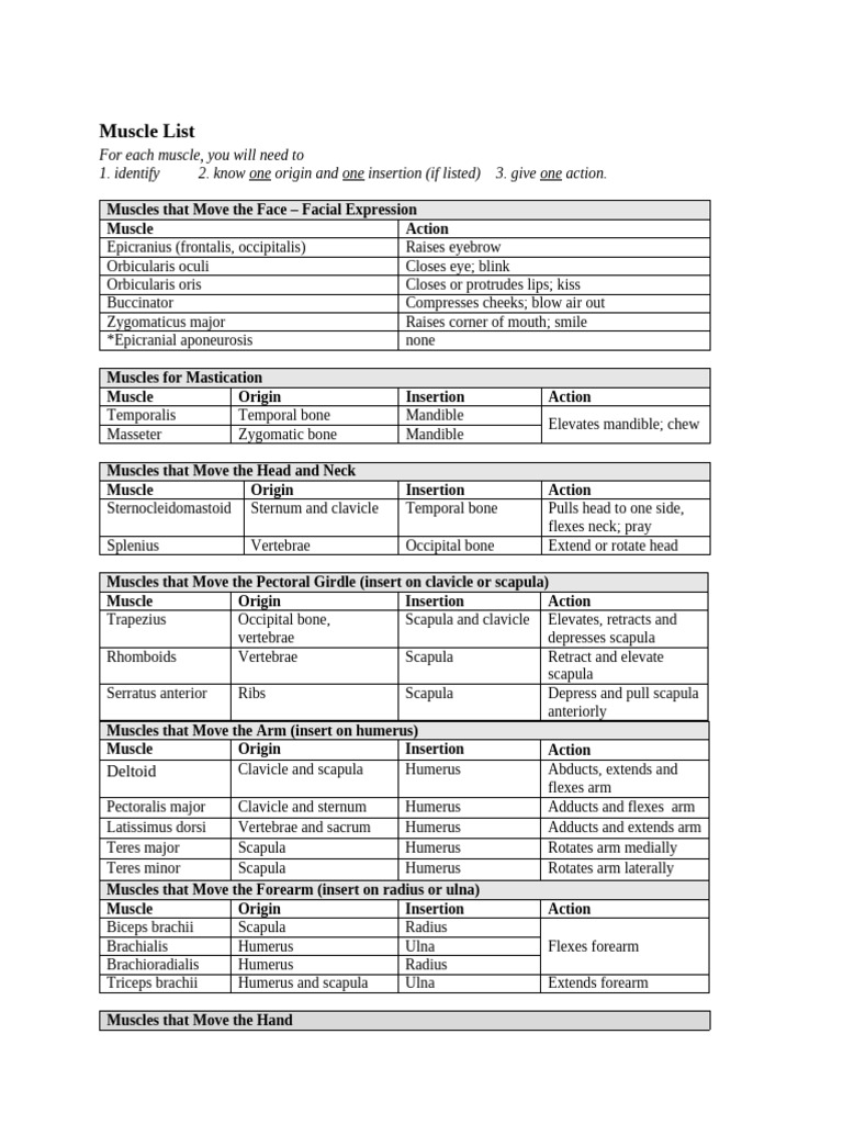 Comprehensive Muscle Action Guide | PDF | Human Leg | Pelvis