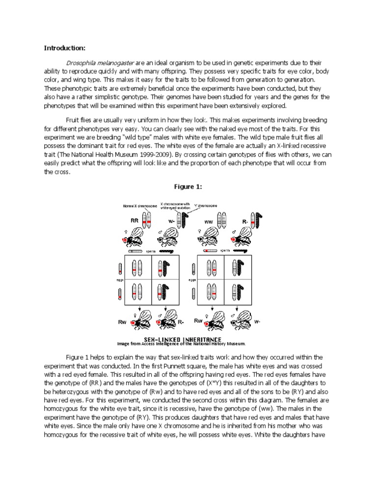Drosophila Melanogaster | PDF | Dominance (Genetics) | Genotype