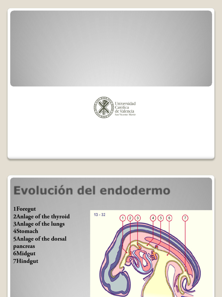 Cap 9-1 Endodermicos | PDF | Estómago | Anatomía humana