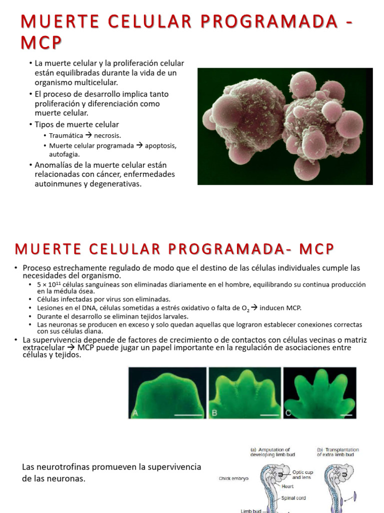 Muerte Celular Programada: Apoptosis y Regulación | PDF | Apoptosis ...