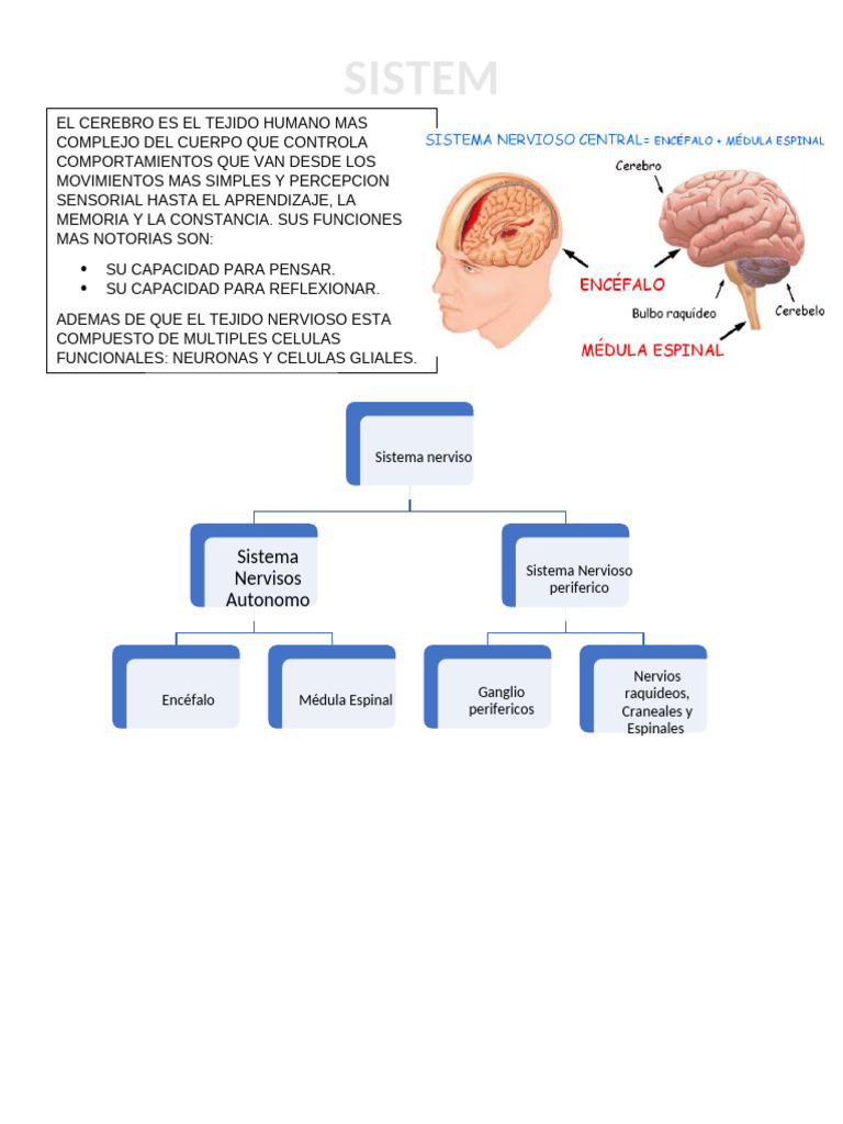 Estructura y Funciones del Sistema Nervioso | PDF | Sistema nervioso ...