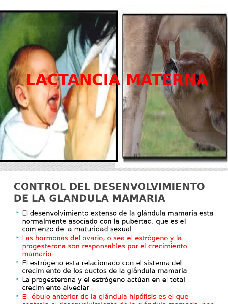 Proceso de Lactancia Materna y Hormonas | PDF | Leche | Lactancia