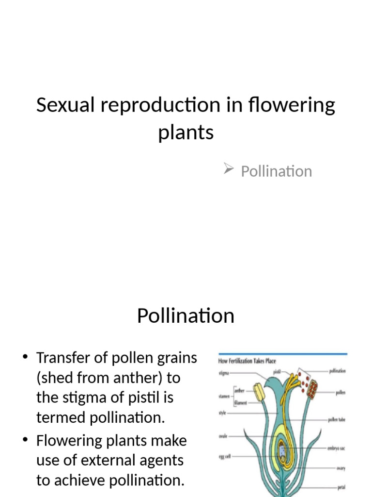 Pollination Mechanisms in Angiosperms | PDF | Seed | Flowers