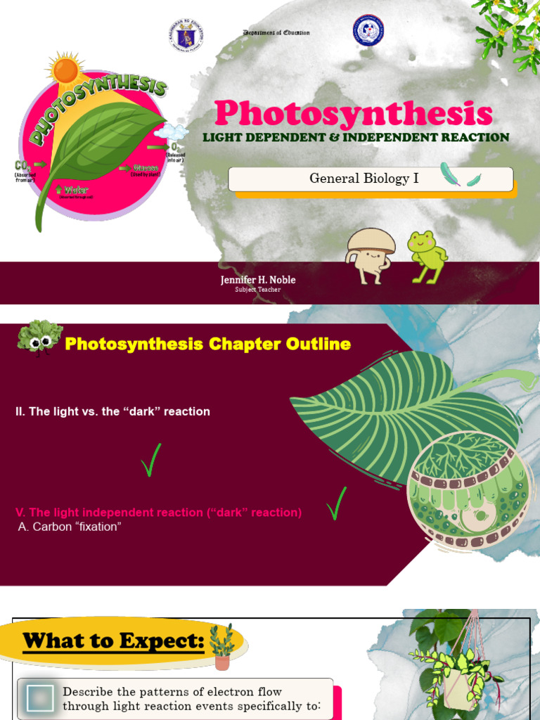 Simple Drawing of the Calvin Cycle | PDF | Photosynthesis | Carbohydrates