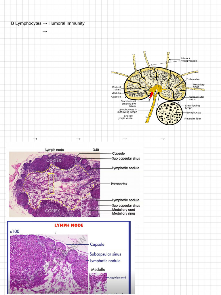 Lymph Node Histology Overview | PDF