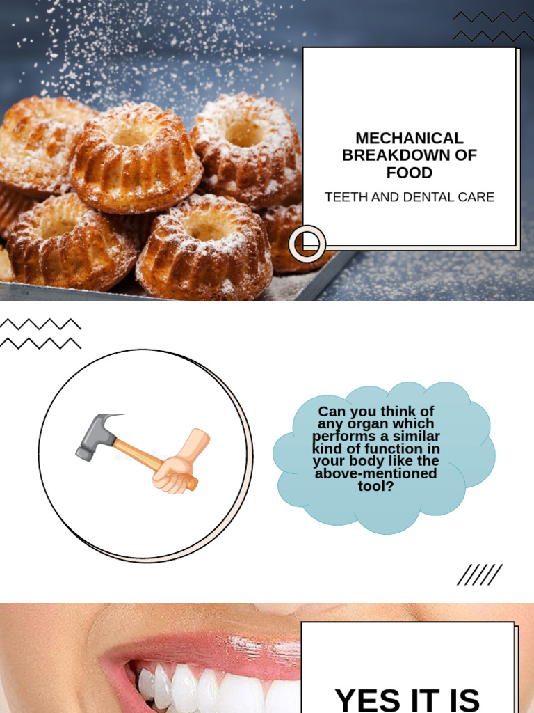 Mechanical Food Breakdown by Teeth | PDF