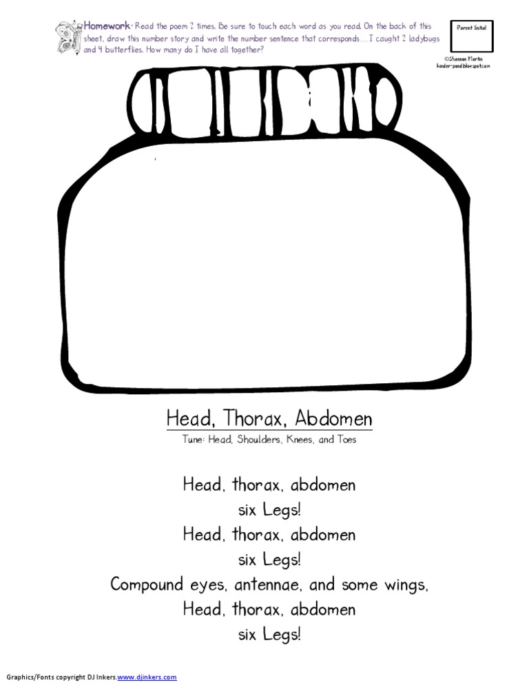 Head Thorax Abdomen