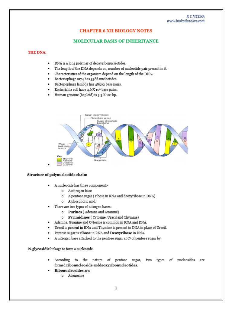 Molecular Basis of Inheritance Notes | PDF | Operon | Ribosome