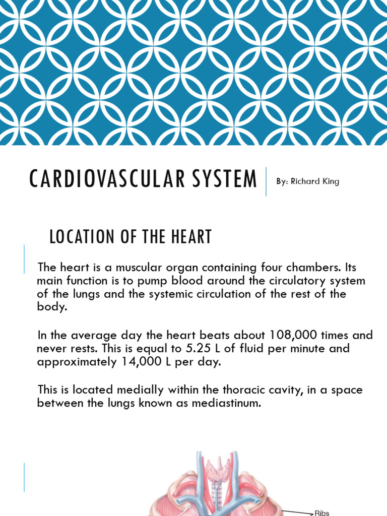 Understanding the Systemic Circuit | PDF | Atrium (Heart) | Heart Valve