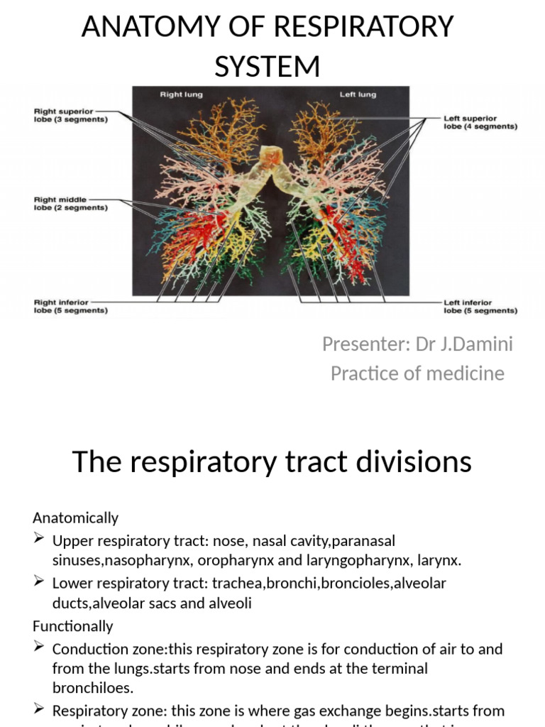 Nasopharynx to Oropharynx Anatomy | PDF | Respiratory Tract | Lung