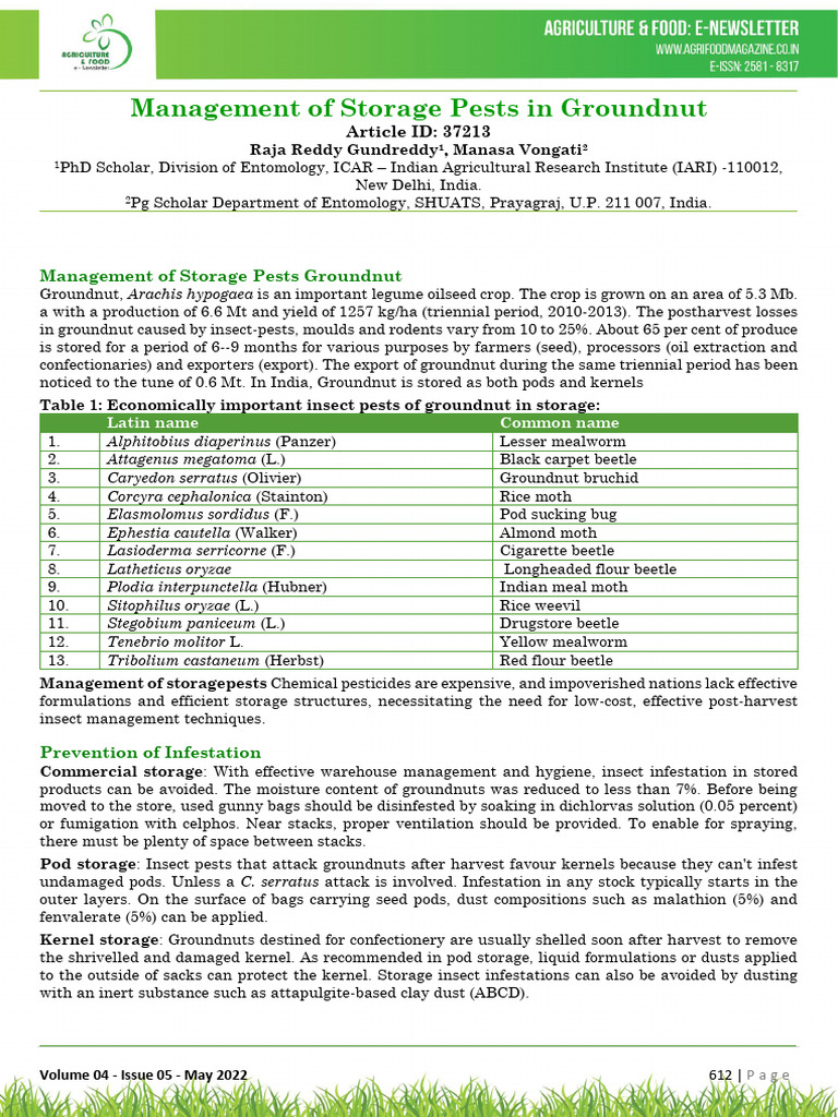 Groundnut Storage Pest Management | PDF | Peanuts | Legume