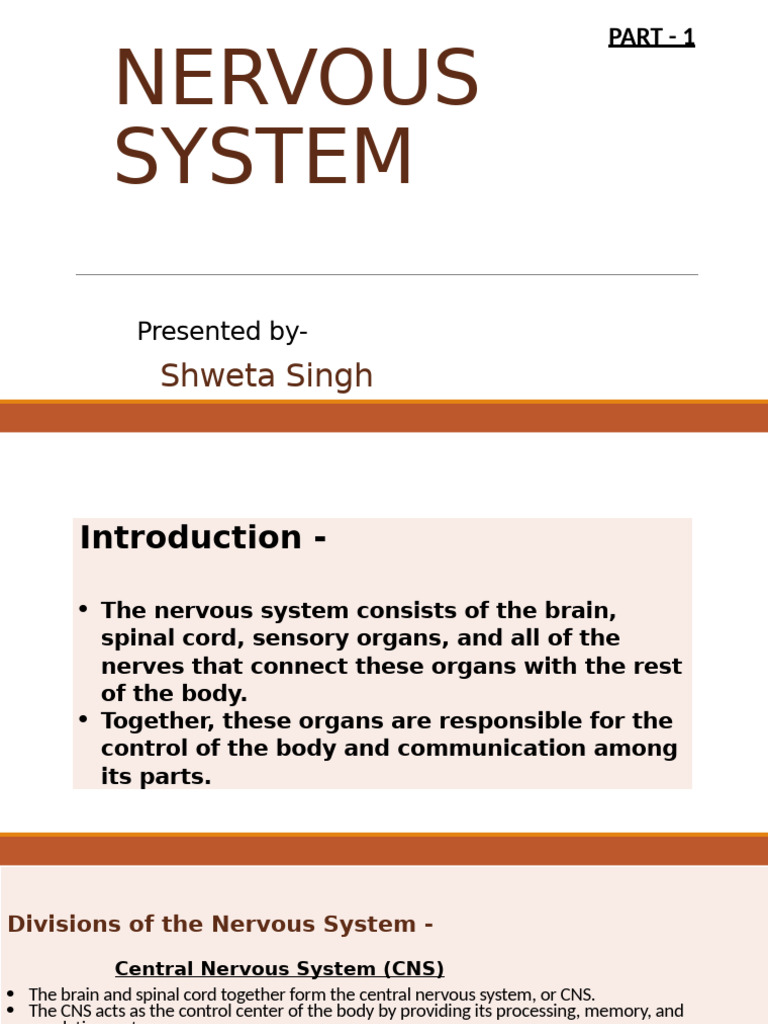Nervous System Overview and Functions | PDF | Nerve | Nervous System