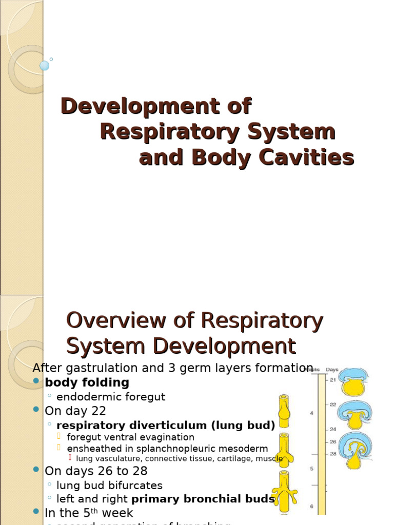 14-Development of Respiratory System and Body Cavities | PDF ...