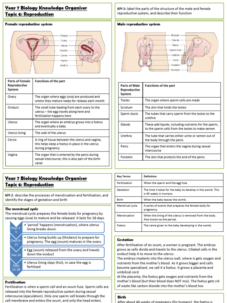 Year 7 Biology: Reproduction Guide | PDF | Reproductive System | Uterus