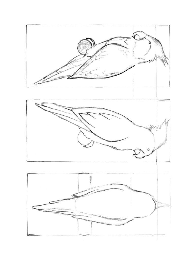 Parrot | PDF